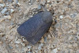 Attēlu rezultāti vaicājumam “Amphipyra livida”