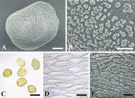 Attēlu rezultāti vaicājumam “Gymnosporangium cornutum”