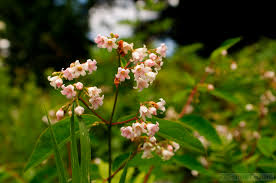Attēlu rezultāti vaicājumam “Apocynaceae”