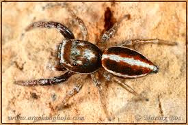 Attēlu rezultāti vaicājumam “Salticidae”