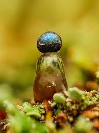 Attēlu rezultāti vaicājumam “Colloderma robustum macro”