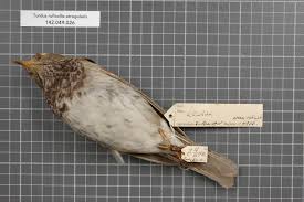 Image result for Turdus ruficollis