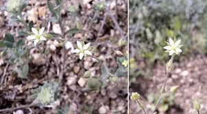 Attēlu rezultāti vaicājumam “Arenaria serpyllifolia flower”
