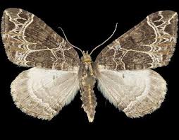 Attēlu rezultāti vaicājumam “Ecliptopera silaceata”