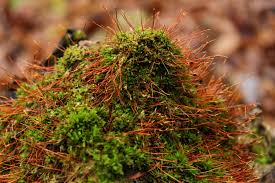 Attēlu rezultāti vaicājumam “Tortula lingulata macro”