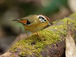 Attēlu rezultāti vaicājumam “Fuligo luteonitens”