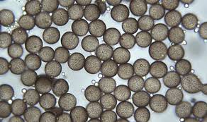 Attēlu rezultāti vaicājumam “Diderma cinereum spores”