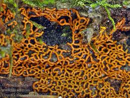 Attēlu rezultāti vaicājumam “Hemitrichia serpula macro”