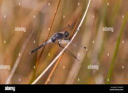 Attēlu rezultāti vaicājumam “Leucorrhinia albifrons female”