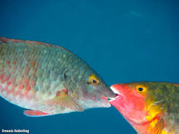 Image result for Sparisoma cretense