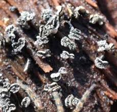 Attēlu rezultāti vaicājumam “Physarum compressum”