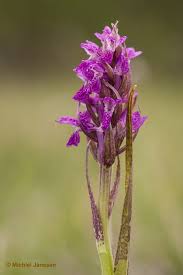 Attēlu rezultāti vaicājumam “Dactylorhiza cruenta”