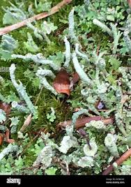 Attēlu rezultāti vaicājumam “Cladonia ochrochlora”