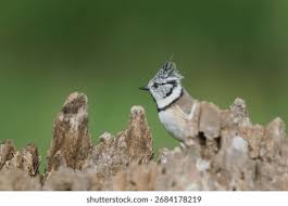 Attēlu rezultāti vaicājumam “Lophophanes cristatus”