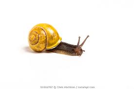 Attēlu rezultāti vaicājumam “Cepaea hortensis”