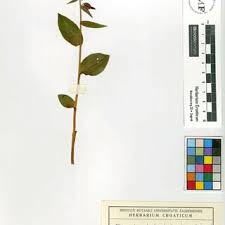 Attēlu rezultāti vaicājumam “Hammarbya paludosa fruit”