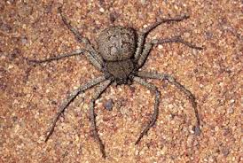 Attēlu rezultāti vaicājumam “Eriophyes padi”