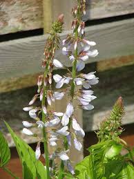 Attēlu rezultāti vaicājumam “Galega orientalis leaf”
