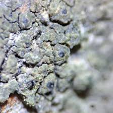 Attēlu rezultāti vaicājumam “Verrucaria hydrela”