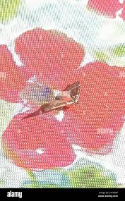 Attēlu rezultāti vaicājumam “Tetheella fluctuosa”