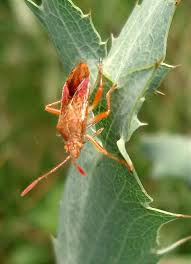 Attēlu rezultāti vaicājumam “Rhopalus maculatus”