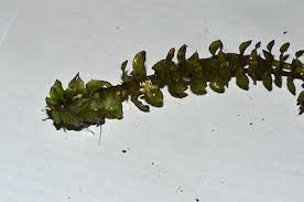 Attēlu rezultāti vaicājumam “Elodea canadensis”