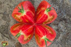 Afbeeldingsresultaat voor brandywine sudduth tomato