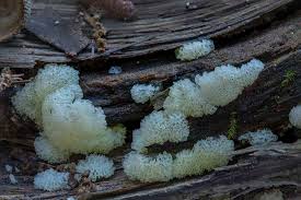 Attēlu rezultāti vaicājumam “Ceratiomyxaceae”