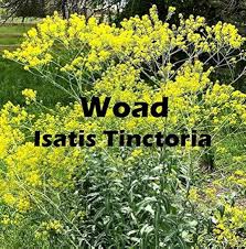 Image result for Isatis tinctoria