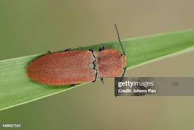 Attēlu rezultāti vaicājumam “Elateridae”