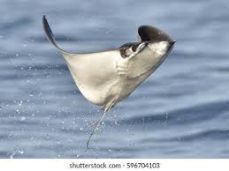 Image result for Mobula thurstoni
