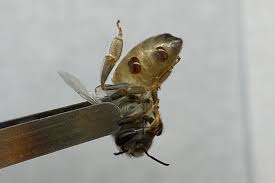 「蜂谷ミツヒサ」の画像検索結果