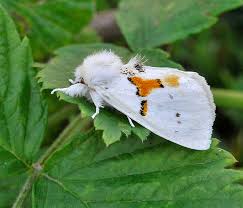 Attēlu rezultāti vaicājumam “Leucodonta bicoloria”