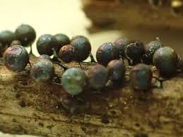 Attēlu rezultāti vaicājumam “Lamproderma arcyrioides”