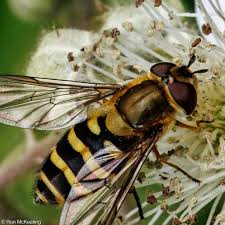 Attēlu rezultāti vaicājumam “Syrphus torvus”