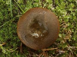 Attēlu rezultāti vaicājumam “Lactarius necator”