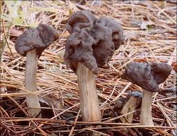 Attēlu rezultāti vaicājumam “Helvella lacunosa”