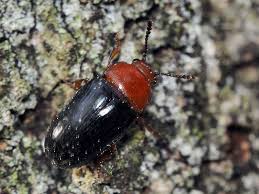 Attēlu rezultāti vaicājumam “Triplax aenea”