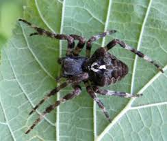 Attēlu rezultāti vaicājumam “Araneus angulatus”