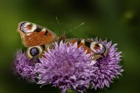 Attēlu rezultāti vaicājumam “Inachis io underside”