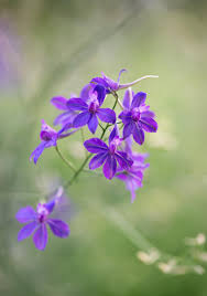 Attēlu rezultāti vaicājumam “Consolida regalis flower”