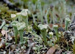 Attēlu rezultāti vaicājumam “Cladonia pyxidata”