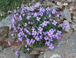 Attēlu rezultāti vaicājumam “Aubrieta deltoidea flower”
