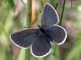 Attēlu rezultāti vaicājumam “Cupido minimus female”