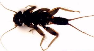 Attēlu rezultāti vaicājumam “Plecoptera”