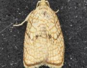 Attēlu rezultāti vaicājumam “Acleris forsskaleana”