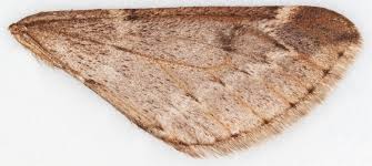 Attēlu rezultāti vaicājumam “Alsophila aescularia”