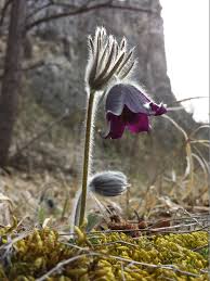 Attēlu rezultāti vaicājumam “Pulsatilla pratensis bud”