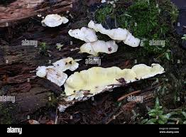 Attēlu rezultāti vaicājumam “Flaviporus citrinellus”