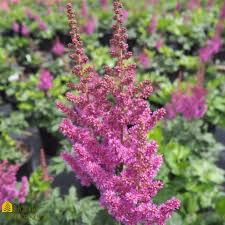Attēlu rezultāti vaicājumam “Astilbe chinensis”